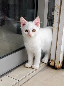 kitten 