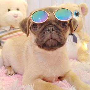 Pug