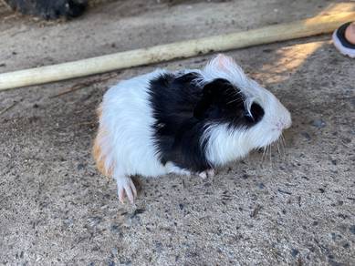 American Guinea Pig jantan