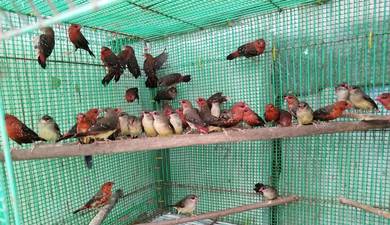 Burung strawberry finch #pipitstrawberry
