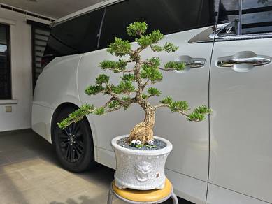 Bonsai Tree in Decorative Pot boxwood huang yang