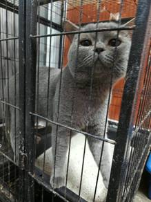 Kucing British Shorthair Jantan – Simba