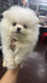博美男
Pomeranian
Male 
M292
Dob : 2个月大