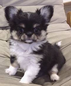 pp990 chihuahua long haired puppy dog
