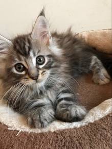 Persian Mix Mainecoone Kitten