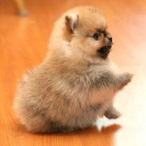 GGR_P3668 Tiny Pomeranian pet doggy