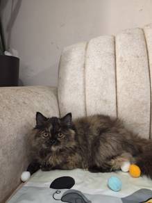 kitten female 4 month old