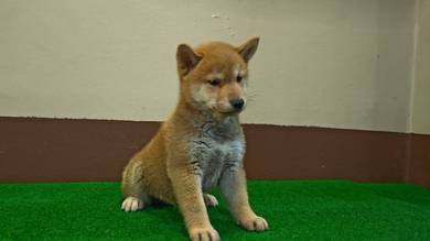 Super cute Shiba Inu Puppies 
