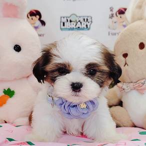 Shih tzu