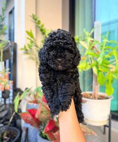 black poodle 