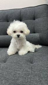 Korean style mini Bichon Frise 1.1kg Male Puppy