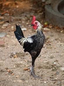 Ayam Modern Game chick chicken bird 