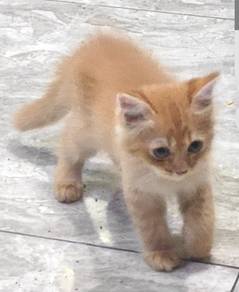 Non Standard Munchkin Kitten