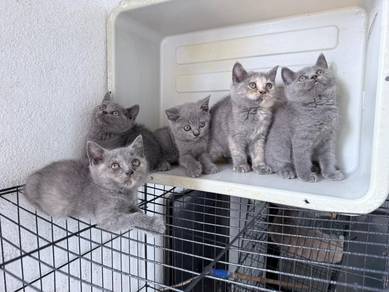 Kitten BSH