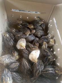 Burung Puyuh Ikta