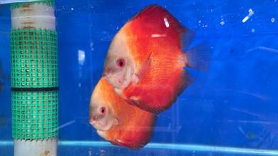 discus