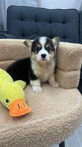 tricolor CorgiFemaleF-1