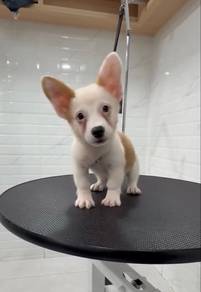 Pembroke Welsh Corgi