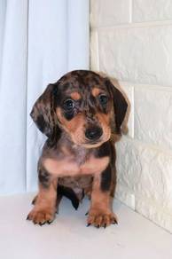 J0104 Dachshund Mini Sausage Dog Puppy