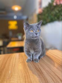 bsh munchkin male blue british shorthair supershor