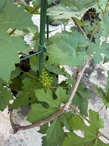 Pokok Anggur Hybrid