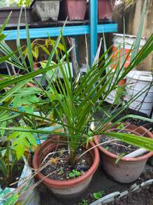 Anak pokok kurma