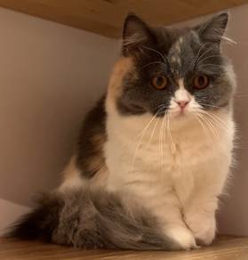 Munchkin Calico