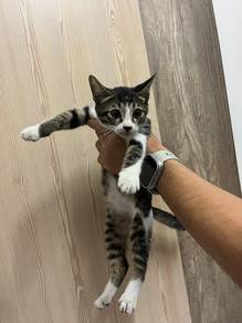 pet for adoption