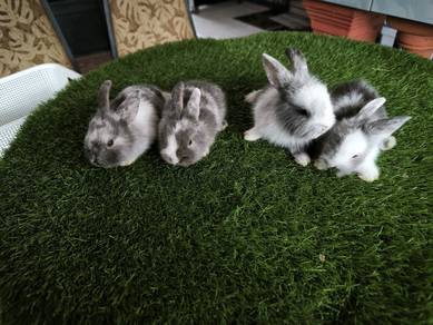 arnab rabbit MXx LH