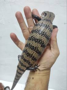 Blue Tongue Skink (Halmagera)
