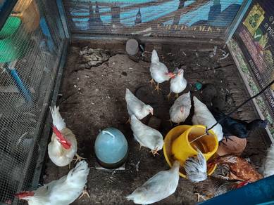 ayam penelur RIR, BPR, BRESS