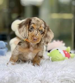 MINIATURE DACHSHUND Puppies VIP24🐻 Male~Female