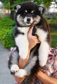 SIBERIAN HUSKY PUPPIES Sb206🌻 Male-Female