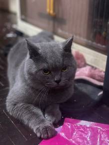 Bsh Male for rehome