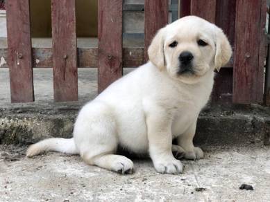 Labrador retriever AAA quality