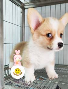 GGT-3066 Welsh Corgi beautiful little sweetheart