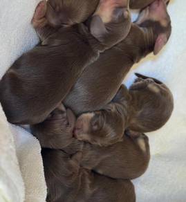 Dachshund