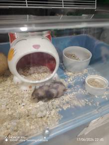 Golden hamster