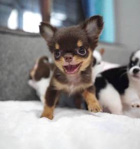 CHIHUAHUA PUPPIES VIP109🌷Head Apple Cute Dog Boy