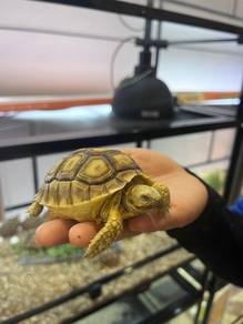 Sulcata for sale