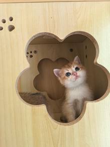 BSH golden ny11 (Female)