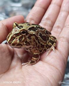 Pacman Frog Merdeka Offer