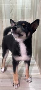 Shiba Inu Puppy
