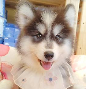 Husky