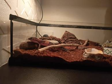 African Fat Tail Gecko (Female) 