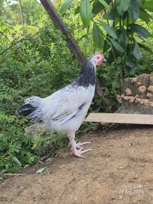 ayam light sussex 