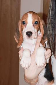 J0785 Beagle Cute Tricolor Coat Adorable Puppy