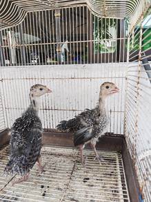 Anak Belanda/Turkey