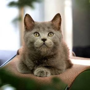 Bsh male