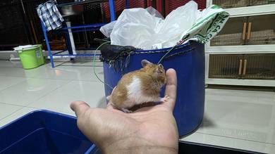 Hamster syrian Boy age 2 month